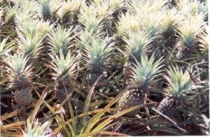 Pineapple field in Maui