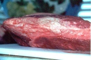Fat around point section