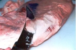 White, hard fat