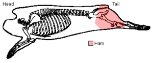 Location of ham on the hog
