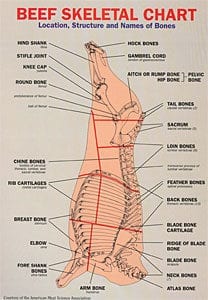 Beef Skeletal Chart