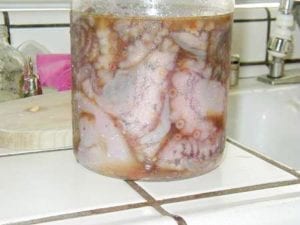 Octopus in marinade