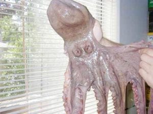 Close-up of octopus