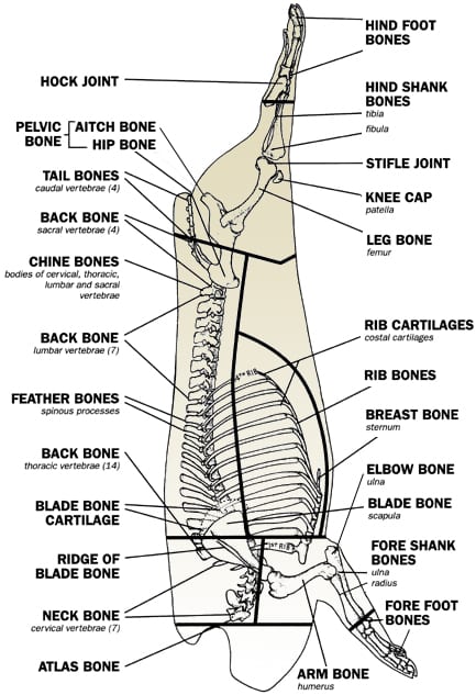 Beef Skeletal Chart