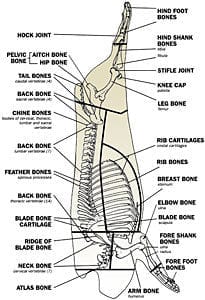 Pork Skeletal Chart