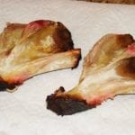 Shoulder bones pulled clean from each pork butt