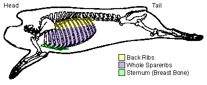 Figure 1. Relationship between loin back ribs & spareribs