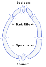 Figure 2. Ribcage cross-section