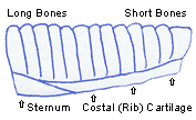 Figure 3. Anatomy of spareribs
