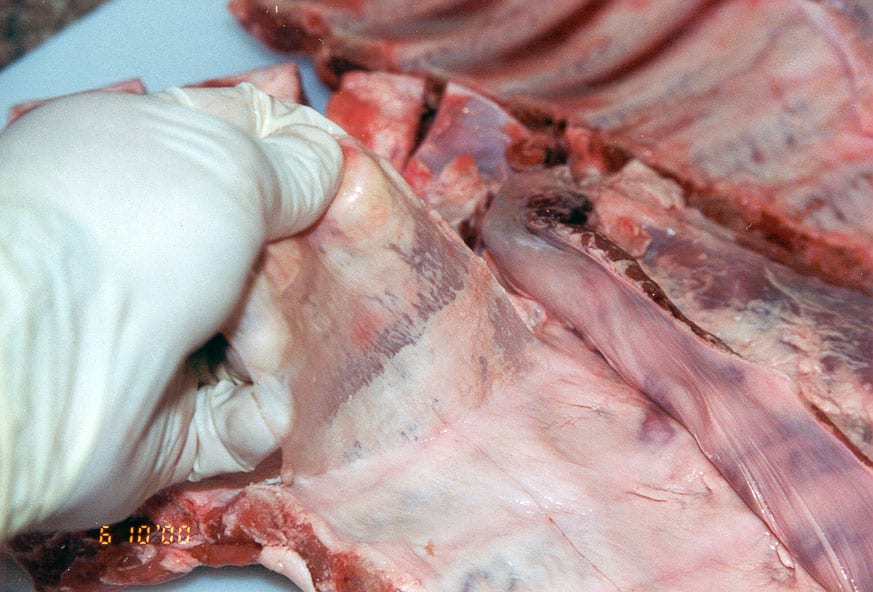 Removing membrane from bone side