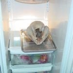 Air-drying the brined turkey in the refrigerator
