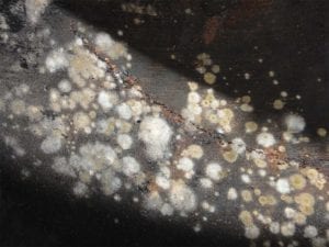 Mold inside Weber Smokey Mountain Cooker