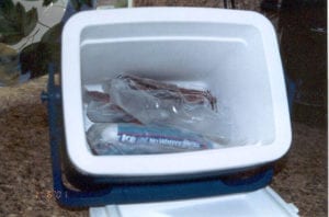 Frozen barbecue in cooler with gel packs
