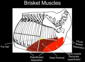 Brisket muscle diagram