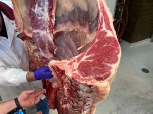 Exposed ribeye section that is examined for quality grading
