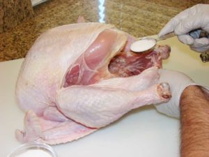 Salting the turkey cavity